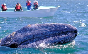 Le balene nella Baja California