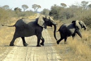 Tanzania, elefanti