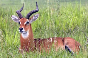 Uganda, un'antilope
