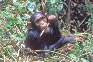 Tanzania, scimpanzè