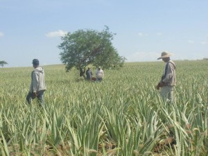 Piantagione di Aloe
