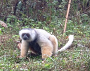 Madagascar, lemure