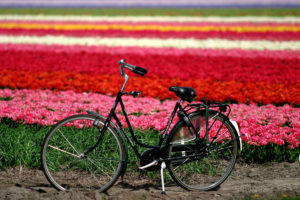 campo di fiori con biciHaarlem_300dpi_3072x2048px_J